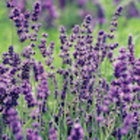 lavender20935